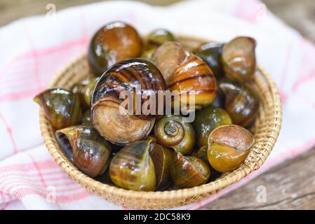 Apfelschnecke Süßwasser Schnecke Fluss aus Naturfeld für Lebensmittel gekocht Thai lokale Küche, Pila ampullacea Schalentiere Stockfoto