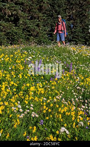 WA18229-00...WASHINGTON - Wandern Skyline Divide Trail durch eine Wiese voller farbenfroher Wildblumen in der Mount Baker Wilderness Gegend. Stockfoto