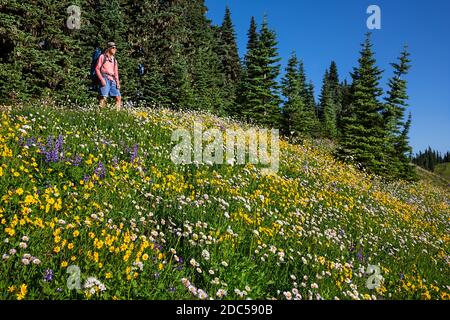 WA18231-00...WASHINGTON - Wandern Skyline Divide Trail durch eine Wiese voller farbenfroher Wildblumen in der Mount Baker Wilderness Gegend. Stockfoto