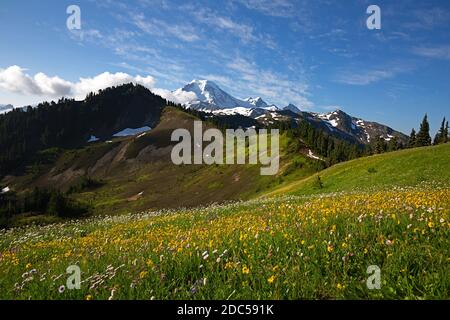 WA18236-00...WASHINGTON - EINE blumenbedeckte Wiese und die Schnee- und eisbedeckten Hänge des Mount Baker auf Skyline Ridge in der Mount Baker Wildnis. Stockfoto