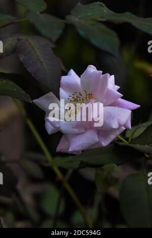 Weißlich rosa gefärbte Rosenblüte in einem Garten mit Grün Blätter Stockfoto