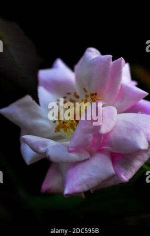 Weißlich rosa gefärbte Rosenblüte in einem Garten mit Grün Blätter Stockfoto