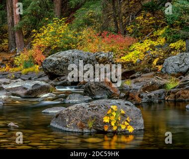 Indische Rhabarber, Hartriegel, Merced River, Yosemite National Park, Kalifornien Stockfoto