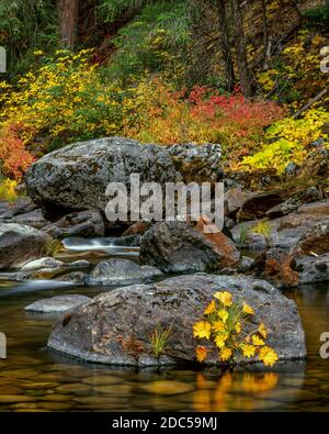 Indische Rhabarber, Hartriegel, Merced River, Yosemite National Park, Kalifornien Stockfoto