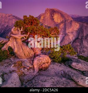 Juniper, Dämmerung, Half Dome, Yosemite National Park, Kalifornien Stockfoto