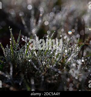 Grashalme im Tau fallen auf einem verschwommenen Hintergrund mit Bokeh-Kreisen. Wassertropfen reflektieren Sonnenlicht und strahlen in der Sonne Stockfoto
