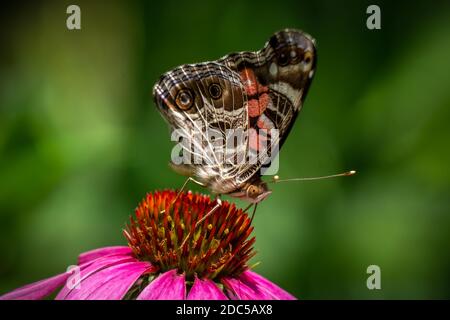 Ein amerikanischer Marienschmetterling (Vanessa virginiensis) besucht eine Blütenblume. Raleigh, North Carolina. Stockfoto