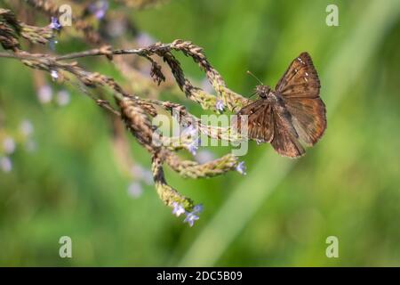 Der Düsenflügel eines Horace (Erynnis horatius) genießt Nektar aus winzigen violetten Blüten. Raleigh, North Carolina. Stockfoto