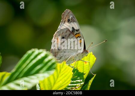 Eine Profilansicht eines Buckeyschmetterlings (Junonia coenia). Raleigh, North Carolina. Stockfoto