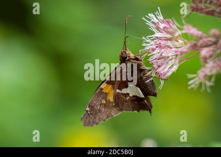 Ein Silberfleckiger Skipper (Epargyreus clarus) besucht eine Blüte. Raleigh, North Carolina. Stockfoto