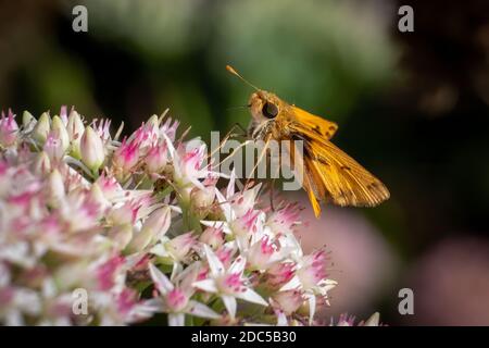 Ein Feuriger Skipper (Hylephila phyleus) auf rosa und weißen Blüten. Raleigh, North Carolina. Stockfoto