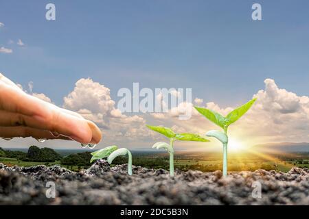 Pflanzen auf dem Boden Pflanzen und Bewässerung der Pflanzen einschließlich der Darstellung der Stufe des Pflanzenwachstums, landwirtschaftliche Ideen. Stockfoto