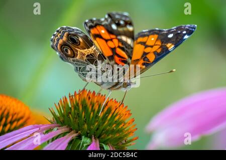 Nahaufnahme eines American Lady Schmetterlings (Vanessa virginiensis) besucht eine Koneblume. Raleigh, North Carolina. Stockfoto