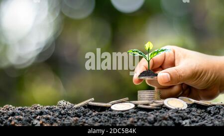 Die menschliche Hand hält die Münze, einschließlich des wachsenden Baumes auf der Münze, die Idee des finanziellen Wachstums von Investitionen oder Rendite auf Unternehmen. Stockfoto