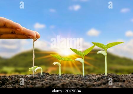 Pflanzen auf fruchtbarem Boden anpflanzen und die Pflanzen bewässern, einschließlich der Darstellung der Wachstumsstadien der Pflanzen. Ideen für die Landwirtschaft. Stockfoto