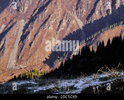 Schlanke Reihe von Tannen auf dem Hügel wirft Schatten in das Morgenlicht; Schönheit der Berge und die Größe der Natur Stockfoto