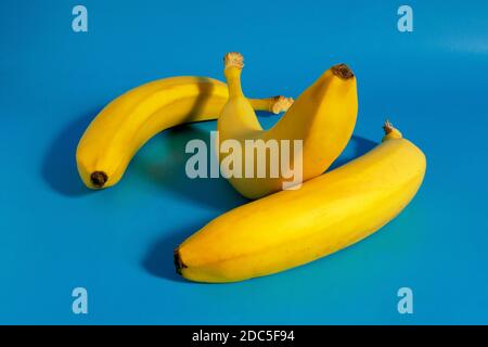 Drei Bananen auf blauem Hintergrund, bunte Fruchtkomposition aus frischen gelben Bananen. Stockfoto