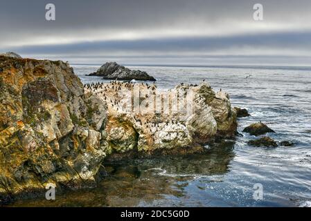 Bird Island in Point Lobos in Big Sur, Kalifornien, USA. Stockfoto