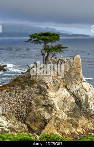 The Lone Cypress, vom 17 Mile Drive aus gesehen, in Pebble Beach, Kalifornien Stockfoto