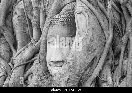 Wunder der Natur, der Kopf des Sandstein Buddha Bild in Baumwurzeln im Wat Mahathat Ayutthaya Thailand Stockfoto