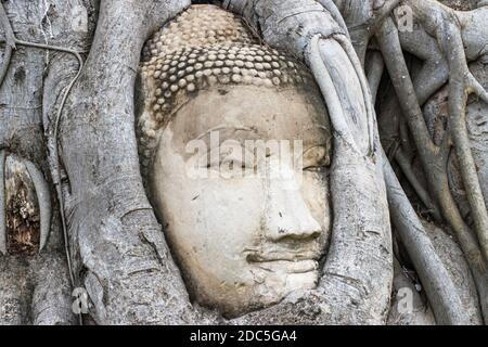 Wunder der Natur, der Kopf des Sandstein Buddha Bild in Baumwurzeln im Wat Mahathat Ayutthaya Thailand Stockfoto