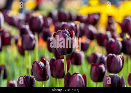 Tiefviolette Blüten von Tulipa 'Königin der Nacht' Tulpen Stockfoto