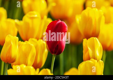 Einzelne leuchtend rote Tulpe, umgeben von gelben Tulpen Stockfoto