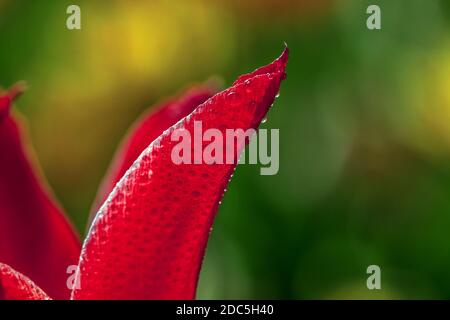 Detail einer Tulpe mit Wassertropfen Stockfoto