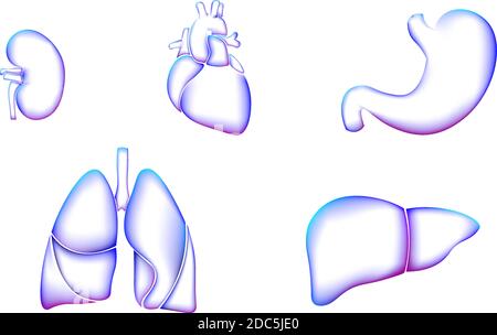 Menschliches Organ Symbol Symbol Medizin Logo set.Lungen Herz Niere Leber Magen innere Medizin Organ Gesundheit. Apotheke Banner Arzt Online-Analyse Stock Vektor