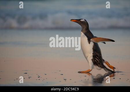 Gentoo Pinguin, Volunteer Point, East Falkland, Januar 2018 Stockfoto