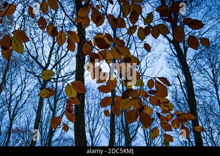 Goldene Orangenblätter auf Bäumen im Herbst, beleuchtet durch den Sonnenuntergang. Stockfoto