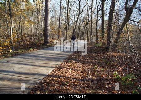 Ein Radfahrer auf einem Radweg durch einen Wald in den niederländischen Dünen in der Sonne im Herbst. Viele gefallene Blätter auf dem Boden. Niederlande, November Stockfoto
