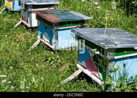 Mehrere farbige Bienenstöcke mit Bienen in einem Feld mit Blumen. Stockfoto