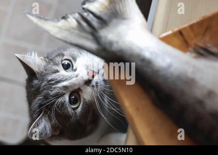 Eine hungrige Katze schaut auf den Schwanz eines Fisches auf dem Küchentisch. Ein Haustier stiehlt Nahrung vom Tisch. Katzendelikatesse Stockfoto