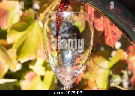 Ein Rotwein, der vor dem Hintergrund des Weinbergs von carafa ins Glas gießt. Stockfoto