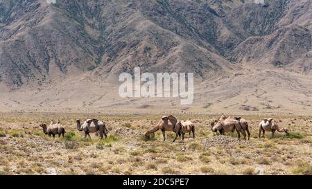 Weiße Kamelherde in der Wüste Issyk-Kul in Kirgisistan mit Bergen im Hintergrund. Stockfoto