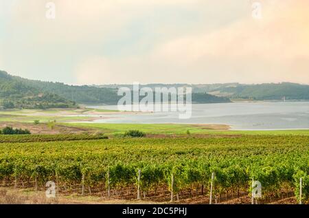 Seeufer Weinberg am See Corbara, Umbrien, Italien Stockfoto