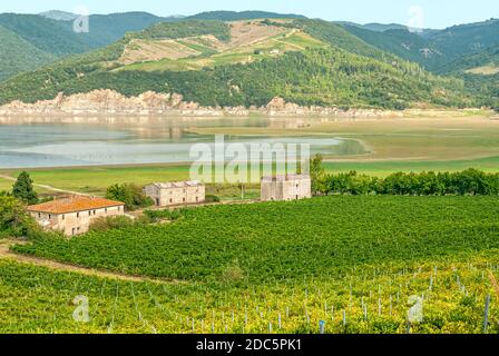 Seeufer Weinberg am See Corbara, Umbrien, Italien Stockfoto