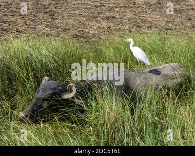 Indien, Gujarat, Lothal, asiatischer Wasserbüffel und Rinderreiher Stockfoto