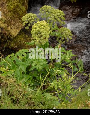 Eine vertikale Aufnahme der norwegischen Angelica wächst in der Nähe eines kleinen Fluss in einem Wald am Tag Stockfoto