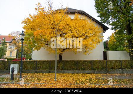 Ein bunter herbstlicher Baum, der gelbe Blätter auf die Straße verfärbt, Wien, Österreich Stockfoto