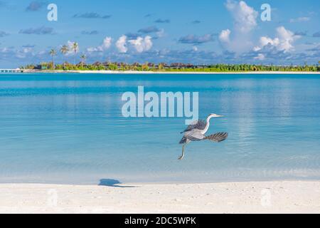 Sommer Strandlandschaft, Tierwelt. Blick auf die tropische Insel, Palmen liegen unglaublich blaues Meer. Perfekte Strandlandschaft, weißer Sand, exotische Reisen, Vogel Stockfoto