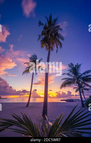 Kokospalmen am Sandstrand auf der tropischen Insel. Kunst schöner Sonnenaufgang über dem tropischen Strand, paradiesische Landschaft, romantisches Sommerziel Stockfoto