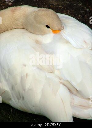 Unreifer Schwan der Bewicki (Cygnus bevickii) Eine Unterart des Tundra-Schwans kleiner Holarktischer Schwan Dieses & Der Pfeifschwan wird oft als konspezifisch betrachtet Stockfoto