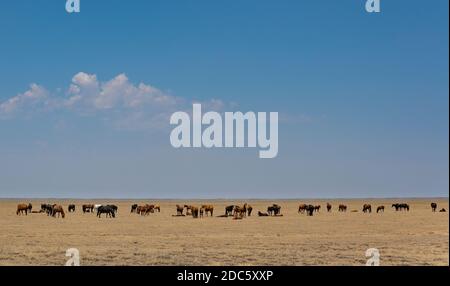 Große Herde von Pferden in der Steppe von Kasachstan an einem heißen Sommertag. Stockfoto