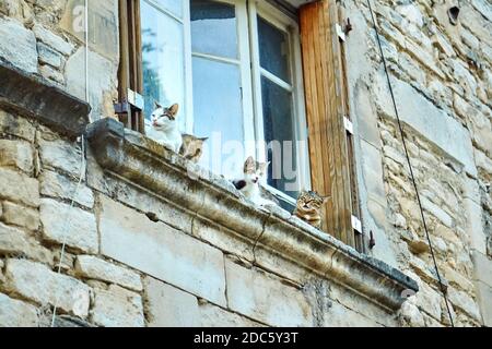 Vier bunte Katzen sitzen auf einem Steinvorsprung am Weißes Fenster mit hervorrammenden Zungen Stockfoto