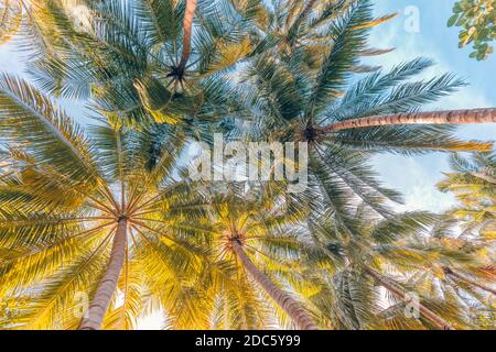 Tropisches Naturparadies. Palmenblätter unter Sonnenuntergang Himmel. Weiche Pastellfarben, Entspannung, friedliche natürliche Umgebung. Strandlandschaft Muster Stockfoto