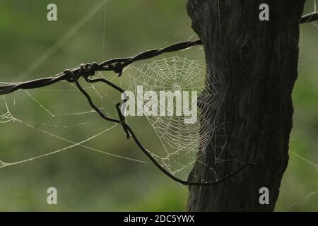 Orb Weaver Spider Web auf einem Zaun mit einem grünen Hintergrund im Land in Kansas. Stockfoto