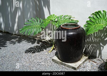 Thai-Stil glasierte Steingut Wasser-Glas mit grüner Pflanze Stockfoto