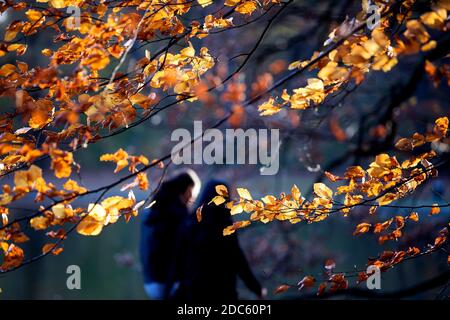 Köln, Deutschland. November 2020. Das Herbstlaub auf dem Adenauerweiher leuchtet gelb. Quelle: Federico Gambarini/dpa/Alamy Live News Stockfoto